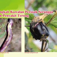 Langkah Kawalan Serangga Perosak Dan Penyakit Terung
