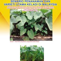 Senario Penanaman Dan Varieti Utama Keladi Di Malaysia