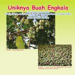 Uniknya Buah Engkala