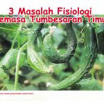 3 Masalah Fisiologi Semasa Tumbesaran Timun