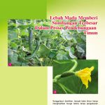 Lebah Madu Memberi Sumbangan Terbesar Dalam Proses Pendebungaan Timun