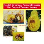 Kaedah Menangani Serangga Perosak Dan Penyakit Tanaman Nangka