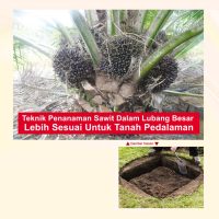 Teknik Penanaman Sawit Dalam Lubang Besar Lebih Sesuai Untuk Tanah Pedalaman