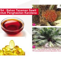 PS4: Bahan Tanaman Sawit Untuk Penghasilan Karotena