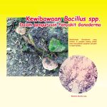 Kewibawaan Bacillus spp. Dalam pengurusan Penyakit Ganoderma