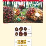 CPS3: Bahan Tanaman Klon Sawit Yang Mengandungi Minyak Lebih Tinggi