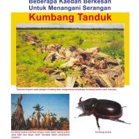 Beberapa Kaedah Berkesan Untuk Menangani Serangan Kumbang Tanduk