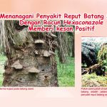 Menangani Penyakit Reput Batang Sawit Dengan Racun Hexaconazole Memberi kesan Positif