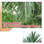 Tidak berbaloi Jika Sawit Kekurangan Boron