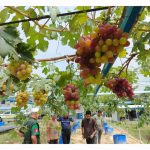 Pekebun Membuktikan Pokok Anggur Boleh Berhasil Dalam Iklim Malaysia