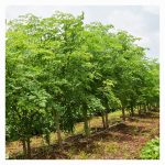 Produk Moringa : Bintang yang semakin meningkat dalam pasaran global