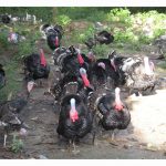 Penternakan Ayam Belanda : Rancangan Perniagaan Dan Panduan Untuk Pemula