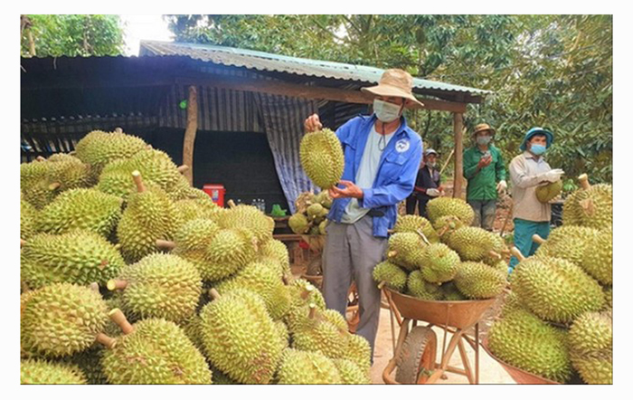 Read more about the article Musim Hujan Di Vietnam Menjejaskan Kualiti Harga Durian Turun Sehingga 30%