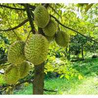 Bapa Saudara Saya Menggantikan Kebun Dengan Tanaman Durian Untuk Potensi Pendapatan $40,000 Setahun