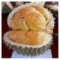 Durian Duri Hitam Pulau Pinang Berkualiti Terbaik Di dunia