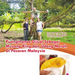 Puangmanee Dijual Sebagai Musang King dan Udang Merah Di Pasaran Malaysia