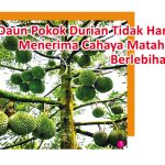 Daun Pokok Durian Tidak Harus Menerima Cahaya Matahari Berlebihan?