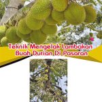 Teknik Mengelak Lambakan Buah Durian Di Pasaran