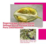Kegemilangan Durian Paduka Sebagai Durian Terbaik Perak Perlu Dikembalikan