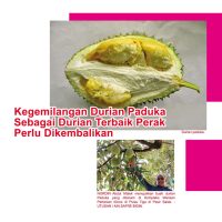 Kegemilangan Durian Paduka Sebagai Durian Terbaik Perak Perlu Dikembalikan