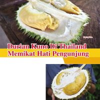 Durian Kuno Di Thailand Memikat Hati Pengunjung