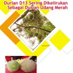Durian D13 Sering Dikelirukan Sebagai Durian Udang Merah