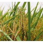 MARDI Lancar Dua Varieti Spesialti Padi Wangi