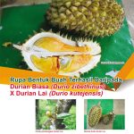 Rupa Bentuk Buah Terhasil Daripada Durian Biasa (Durio zibethinus) X Durian Lai (Durio kutejensis)