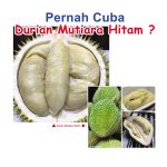 Pernah Cuba Durian Mutiara Hitam ?