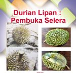 Durian Lipan : Pembuka Selera