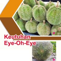 Keutuhan Eye-Oh-Eye