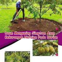 Daun Menguning Simptom Asas Kekurangan Nutrien Pada Durian