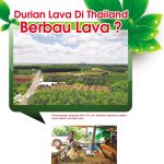 Durian Lava Di Thailand Berbau Lava?