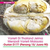 Varieti Di Thailand Jelma Menjadi Varieti Malaysia – Durian D177 (Penang 15/ Juara 90)