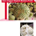 Durian Kapri Berkualiti Dan Unggul Seperti Mutiara Putih