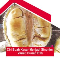 Ciri Buah Kasar Menjadi Sinonim Varieti Durian D18