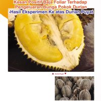 Kesan Positif Baja Foliar Terhadap Pengeluaran Bunga Pokok Durian – Hasil Eksperimen Ke atas Durian Puyat