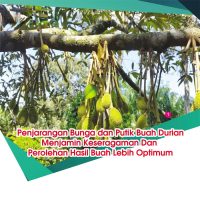 Penjarangan Bunga dan Putik Buah Durian Menjamin Keseragaman Dan Perolehan Hasil Buah Lebih Optimum