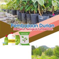 Pembajaan Durian Mengikut Peringkat Tumbesaran