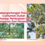 Kebergantungan Pokok Cantuman Durian Terhadap Pembajaan Dan Pengairan Dari Penanam