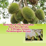 Berita Buruk Jika Pemucukan Daun Baru Berlaku 3-8 Minggu Selepas Pendebungaan Berjaya