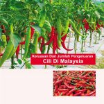 Keluasan Dan Jumlah Pengeluaran Cili Di Malaysia