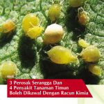 3 Serangga Perosak Dan 4 Penyakit Tanaman Timun Boleh Dikawal Dengan Racun Kimia