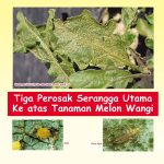 Tiga Serangga Perosak Utama Ke atas Tanaman Melon Wangi