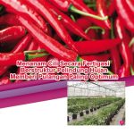 Menanam Cili Secara Fertigasi Berstruktur Pelindung Hujan Memberi Pulangan Paling Optimum