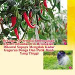 Bekalan Air Semasa Pembungaan Dan Pembuahan Cili Hendaklah Dikawal Supaya Mengelak Kadar Guguran Bunga Dan Putik Buah Yang Tinggi