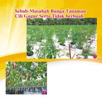 Sebab-Musabab Bunga Tanaman Cili Gugur Serta Tidak berbuah