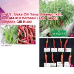 Cili L5: Baka Cili Yang Dibangunkan Oleh MARDI Berhasil Lebih Tinggi Daripada Cili Kulai