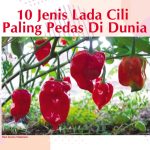 10 Jenis Lada Cili Paling Pedas Di Dunia