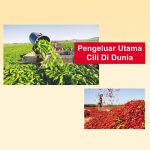 Pengeluar Utama Cili Di Dunia
